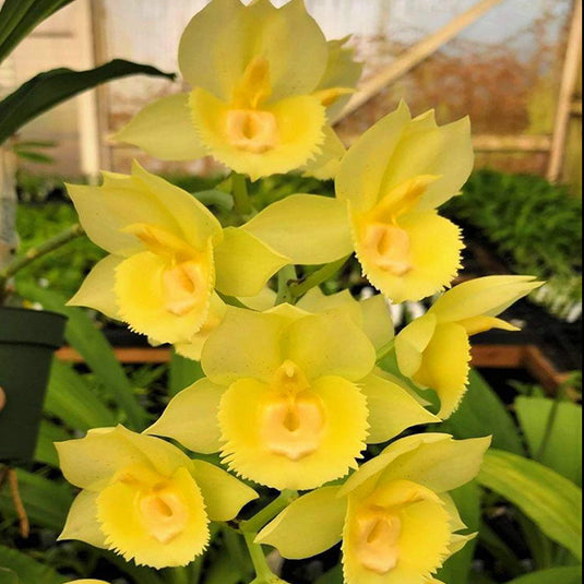 Catasetum Exotic Orchid Plant Catasetum Pileatum Seedling