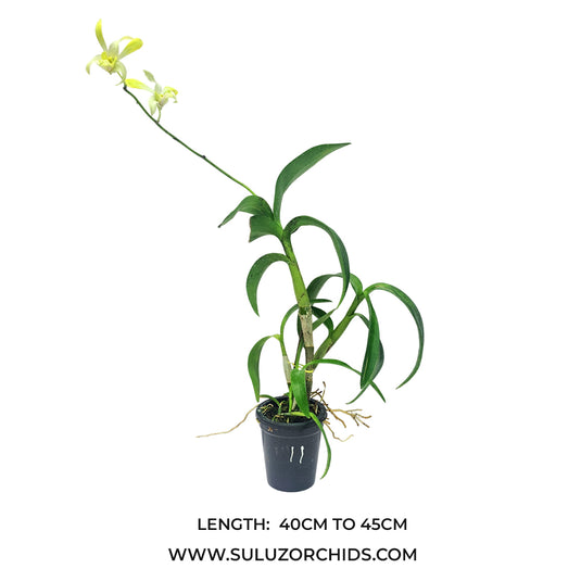 Dendrobium Orchid Plant Ceasar Green yellow flowering mature plant ready to flower.