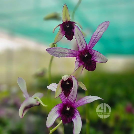 Dendrobium Orchid Ceaser Warawan Mature
