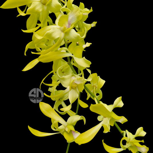 Dendrobium Orchid Ceasar Yellow #74 Mature With Buds/Flower