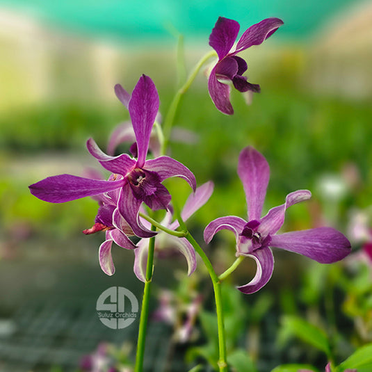 Dendrobium Orchid Ceaser Blue Mature