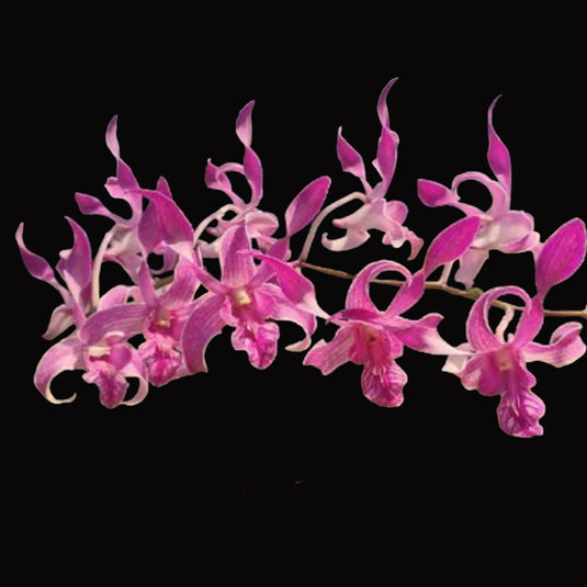 Dendrobium Orchid Ceaser Dark Pink #210 - Seedling