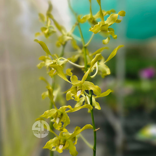 Dendrobium Orchid Ceaser Green EG Mature