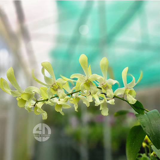 Dendrobium Orchid Ceaser Green Mature