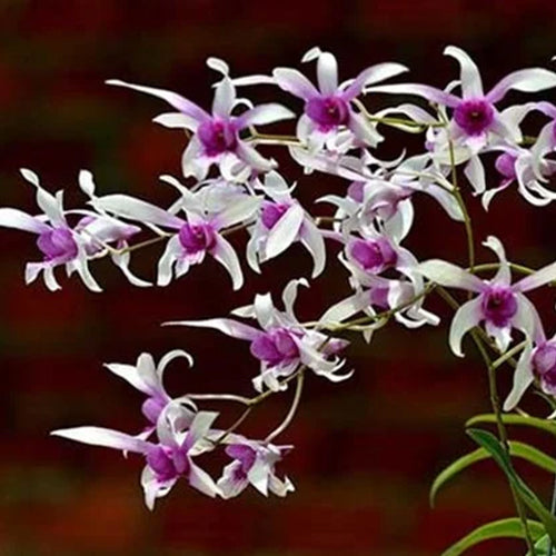 Dendrobium Orchid Plant Ceaser Pink x Ceaser Warawan #177 Seedling