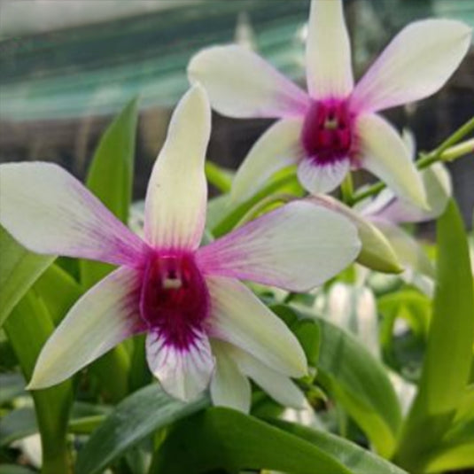 Dendrobium Orchid Ceasar White x Ceasar Warawan #177 white flower with pink center