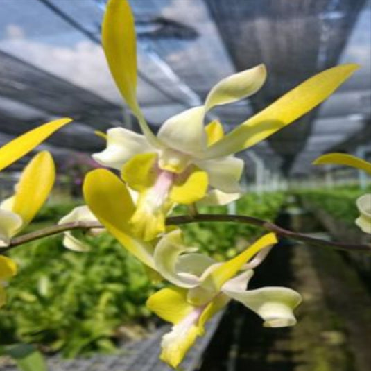 Dendrobium Orchid Chan Chao #174 yellow and white flower bloom