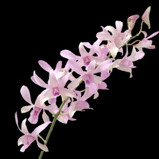 Dendrobium Orchid Chanel- Seedling