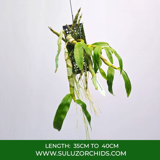 Dendrobium Orchid Chanthaboon Sunrise 'Aes' Exotic Plant