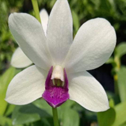 Dendrobium Orchid Charming White x Doreen #318 white flower with purple lip