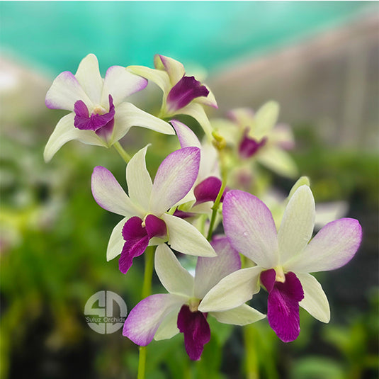 Dendrobium Orchid Charming White x Taung Pink Mature