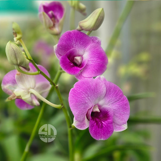 Dendrobium Orchid Chorchip Ohashi Mature