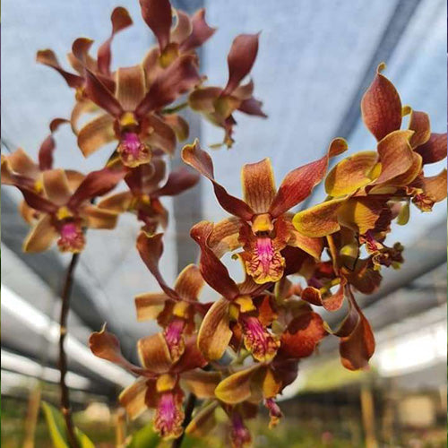 Dendrobium Orchid Plant - CKAI x Lasianthera Seedling