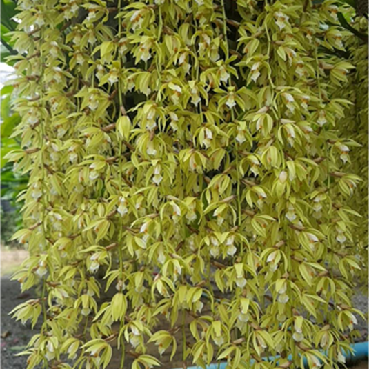 Dendrobium Orchid Coelogyne Rochussenii Exotic Plant