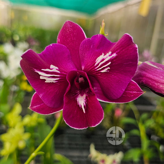Dendrobium Orchid Coment Mature