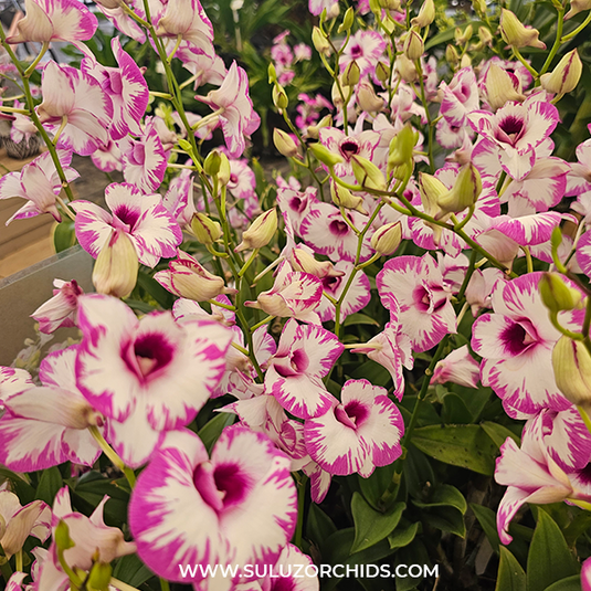 Dendrobium Orchid Plant Compact Splash - Seedling