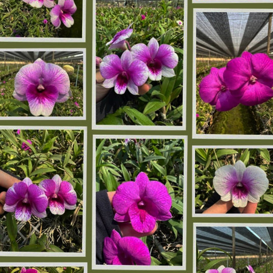 purple Dendrobium orchid bloom with pink-purple petals and refined form.