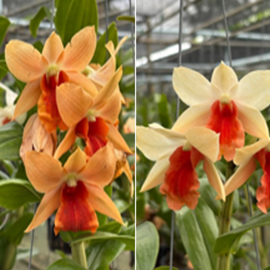 Dendrobium Orchid Dawn Malee Exotic Plant