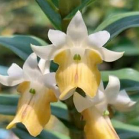 Dendrobium Orchid Ellipsophyllum Exotic Plant