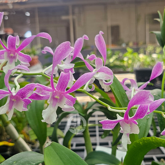 Purple Dendrobium orchid flower with smooth purple tones and white marked petals.