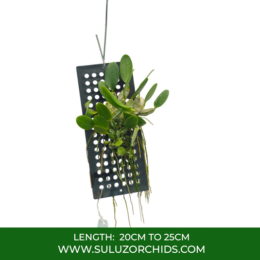 Dendrobium Orchid Den.Rin (Den.Ueang Phueng x Den.Jenkinsii) Exotic Plant