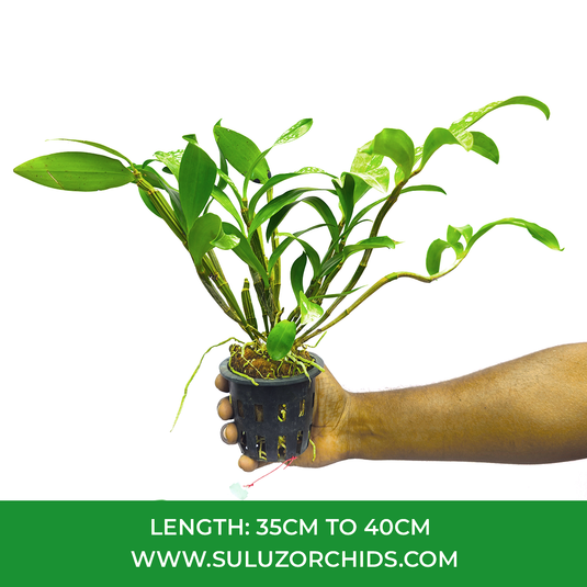 Dendrobium Orchid Thyriflorum Exotic Plant