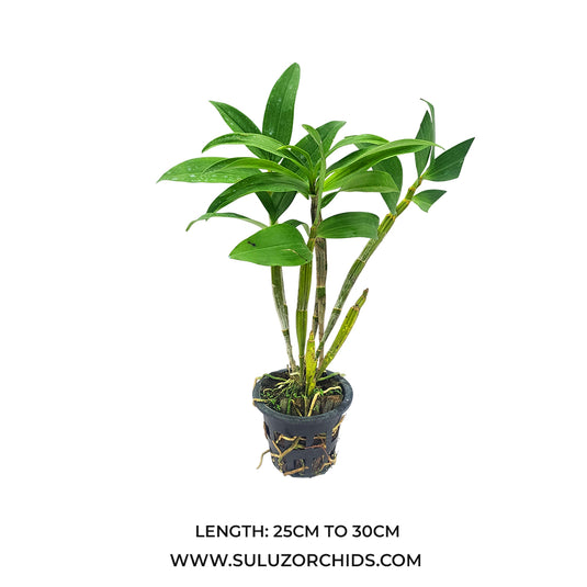 Dendrobium Orchid Thyriflorum Exotic Plant