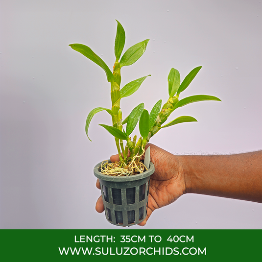 Dendrobium Orchid Dendrobium Redriver Exotic Plant