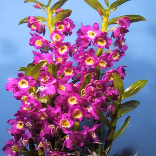 Dendrobium Orchid Dendrobium Redriver Exotic Plant