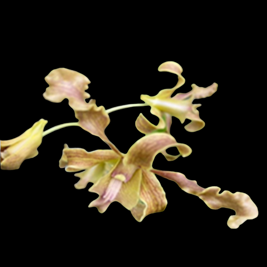 Brown Dendrobium orchid featuring rich Desert sand brown flowers in twisted elegant clusters.