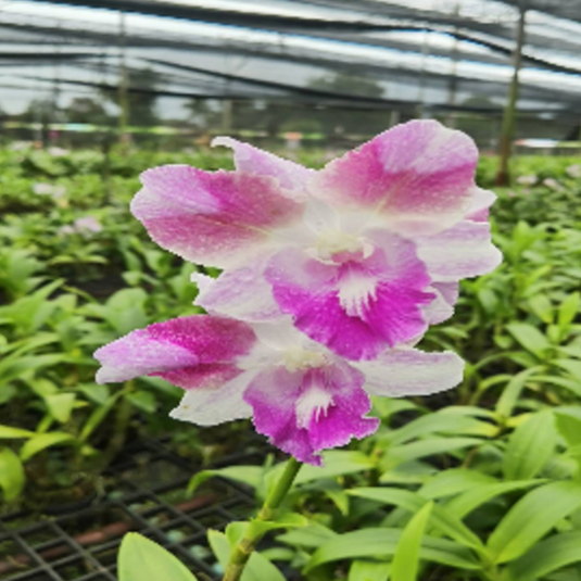 Dendrobium Orchid Dragon Pink Mature Bushy Plant