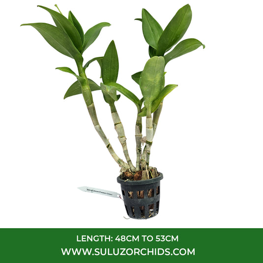 Green Dendrobium orchid with vibrant chartreuse petals and subtle detailing.