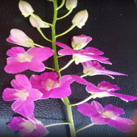 Dendrobium Orchid Ever Green #26 pink flower bloom