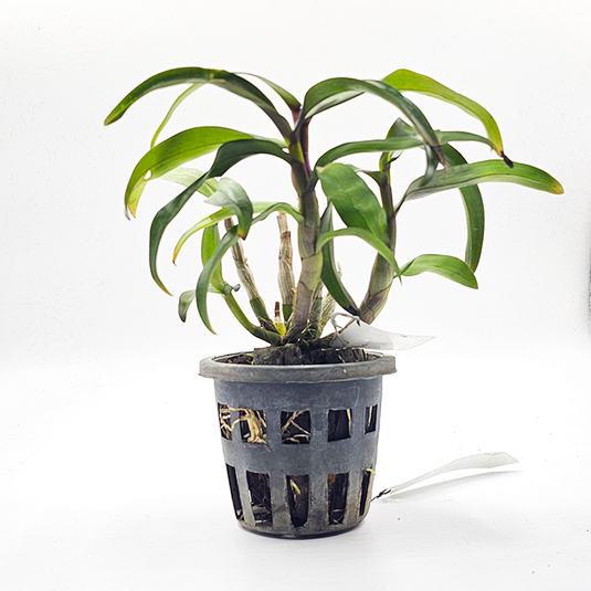 Dendrobium Exotic Orchid Plant Hibiki Pink Mature