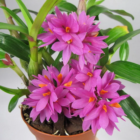 Dendrobium Exotic Orchid Plant Hibiki Pink Mature