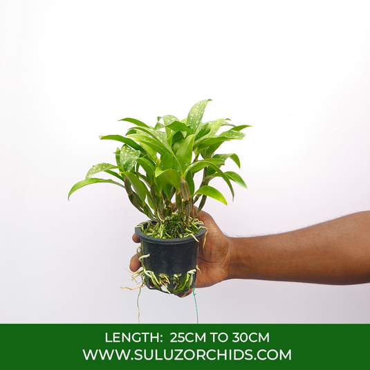 Dendrobium Orchid Farmari Exotic Plant