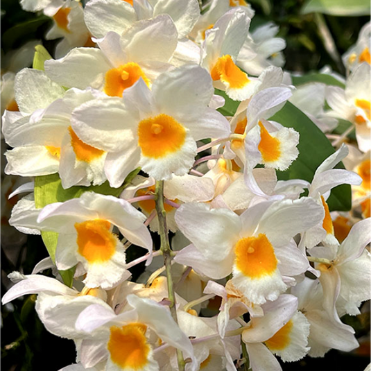 Dendrobium Orchid Farmari Exotic Plant