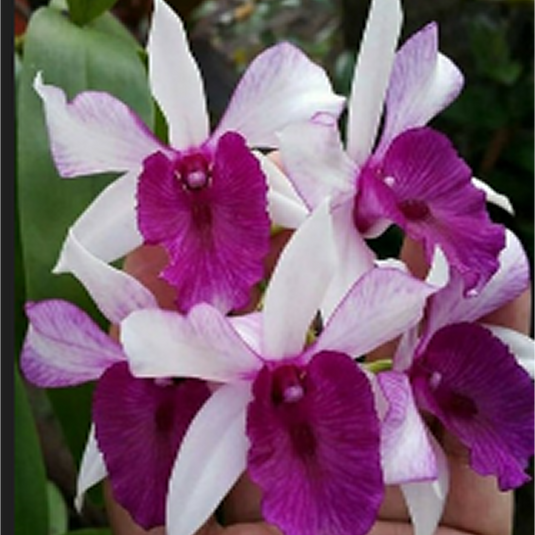 Dendrobium Orchid Freda Brettanata Exotic Plant