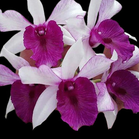 Dendrobium Orchid Plant Freida - Seedling