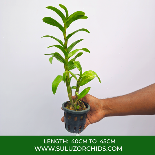 Dendrobium Orchid (Frosty Dawn x Dawn Maree) #1 Exotic Plant