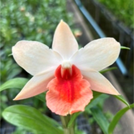 Dendrobium Orchid (Frosty Dawn x Dawn Maree) #1 Exotic Plant