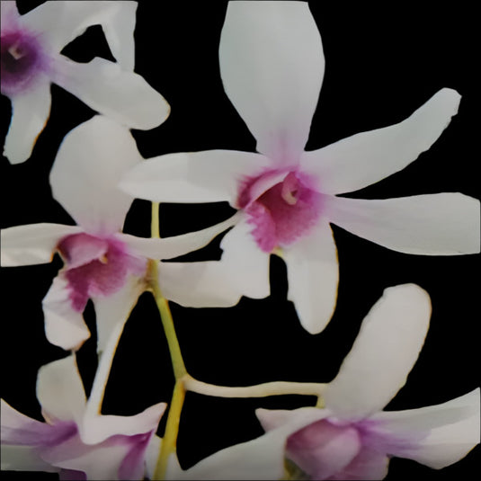 Dendrobium Orchid GD Roose White - Seedling