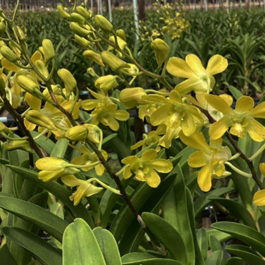 Yellow Dendrobium orchid with rich yellow petals and contrasting center.