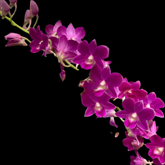 Dendrobium Orchid Getting Red bright red flower