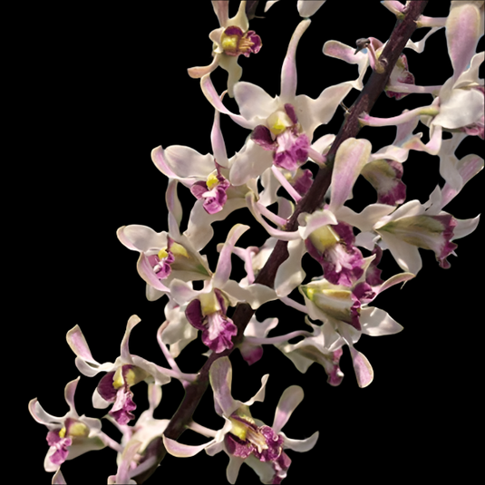 Dendrobium Orchid Gluedice Pink Mature Bushy Plant- Ready To Flower