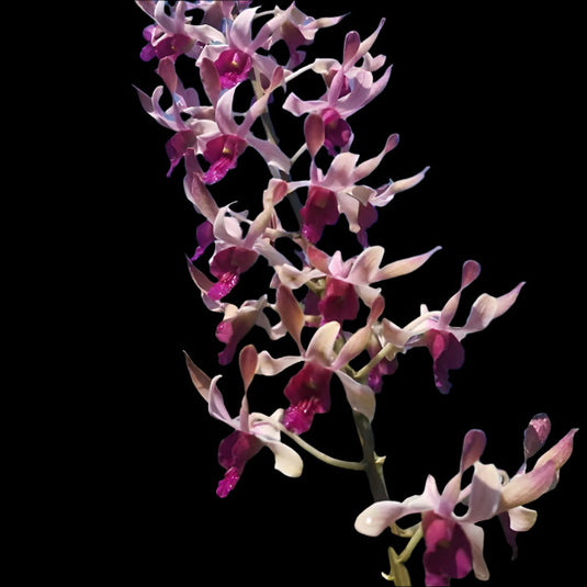 Dendrobium Orchid Plant Gotto Twist- Seedling