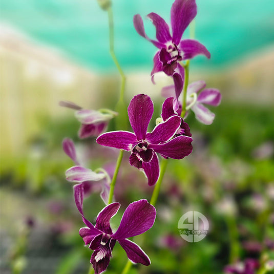 Purple Dendrobium orchid plant featuring fresh Purple flowers with soft white throats.