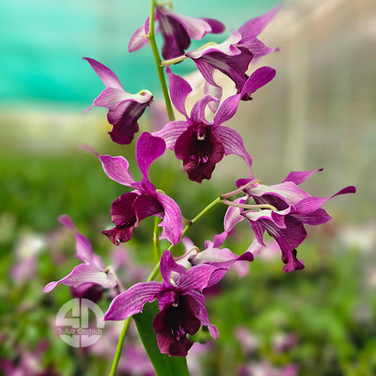 Dendrobium Orchid Indonesian Raya Red # 125- Seedling