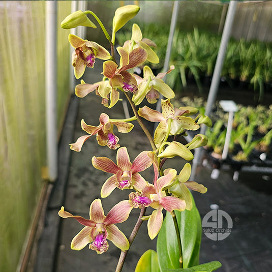 Dendrobium Orchid Burana Jad Lasianthera #338 Mature