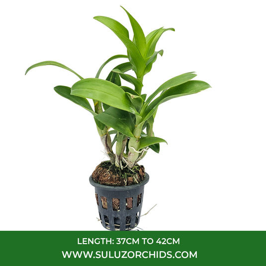 White Dendrobium orchid plant with elegant Off white blooms and Purple-centered petals.